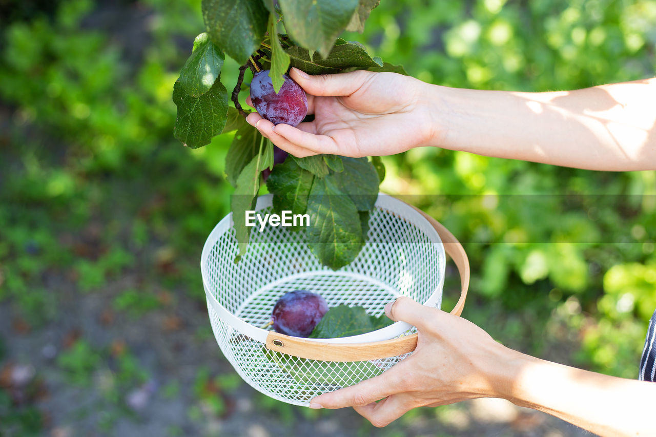 The process of harvesting plums, blue plums on the tree, future prunes are growing in the garden.