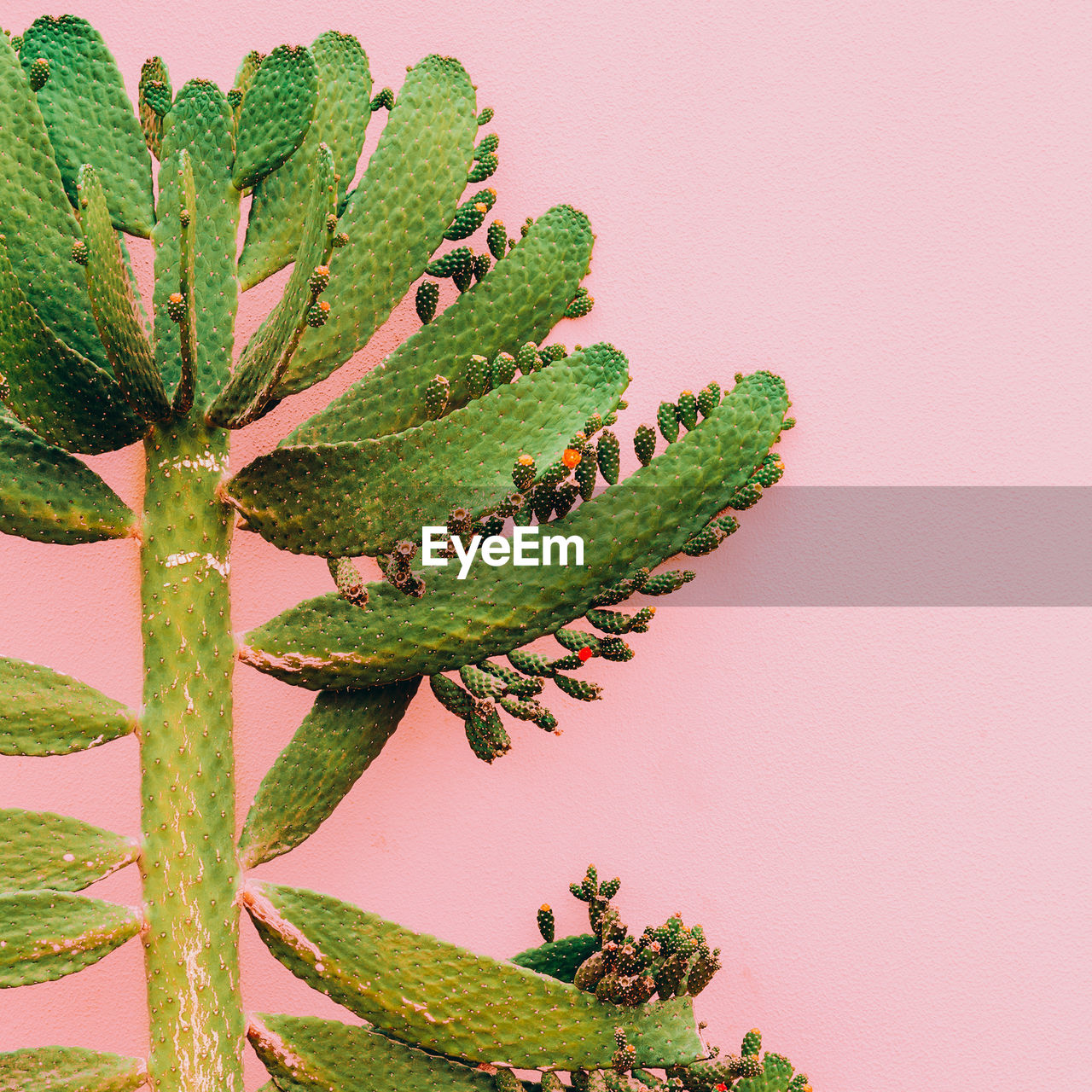 Cactus on pink background