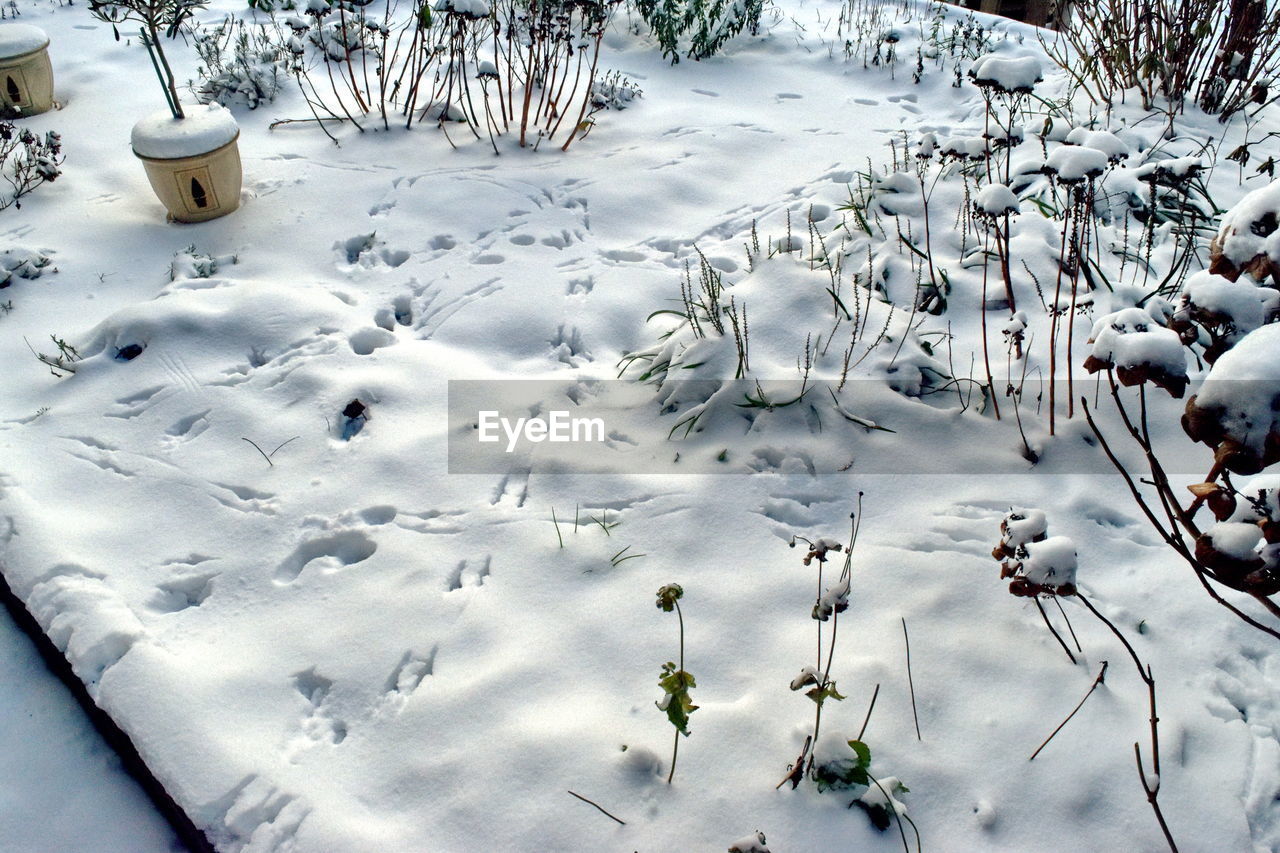 HIGH ANGLE VIEW OF SNOW COVERED LAND AND PLANTS