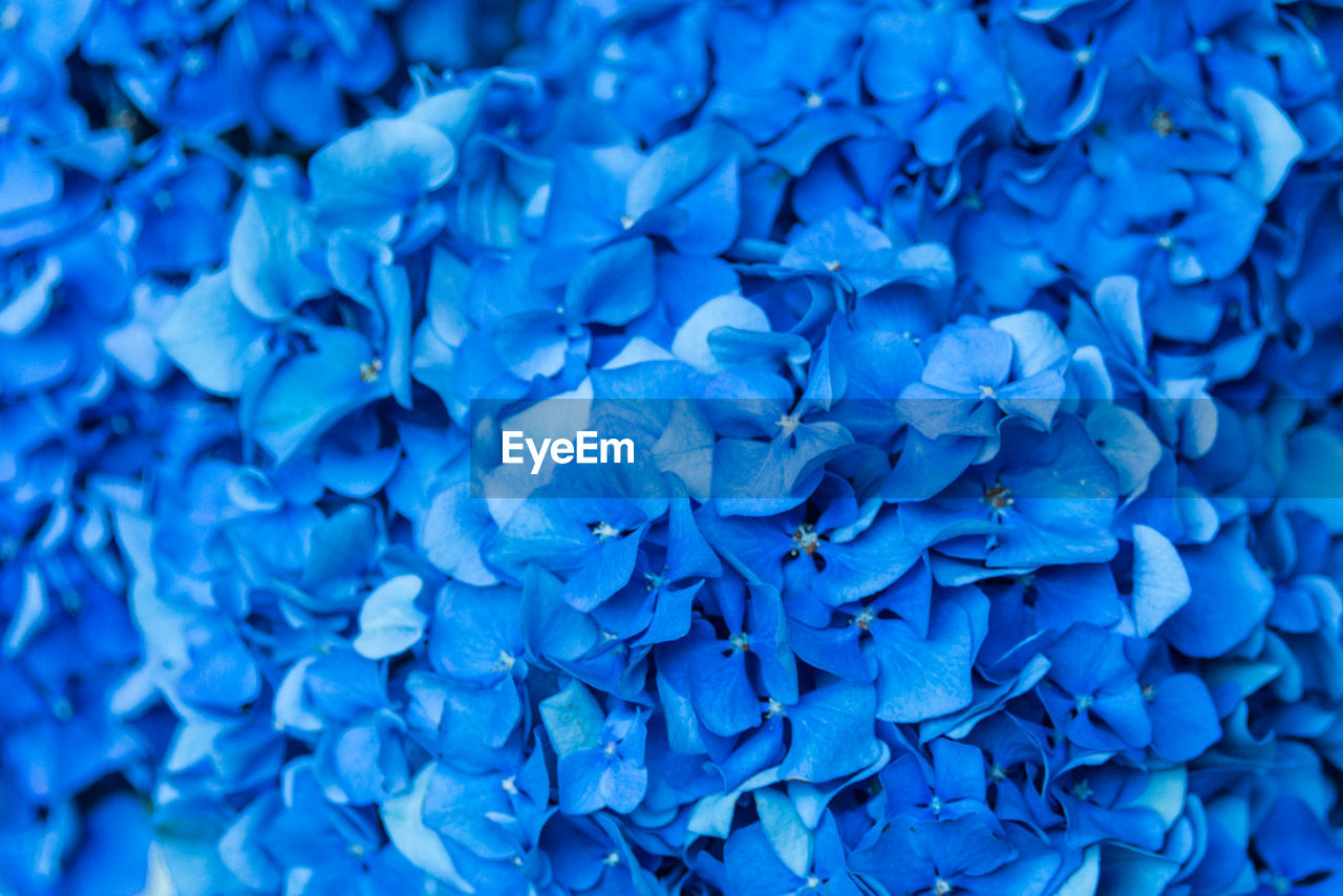 Full frame shot of blue hydrangea