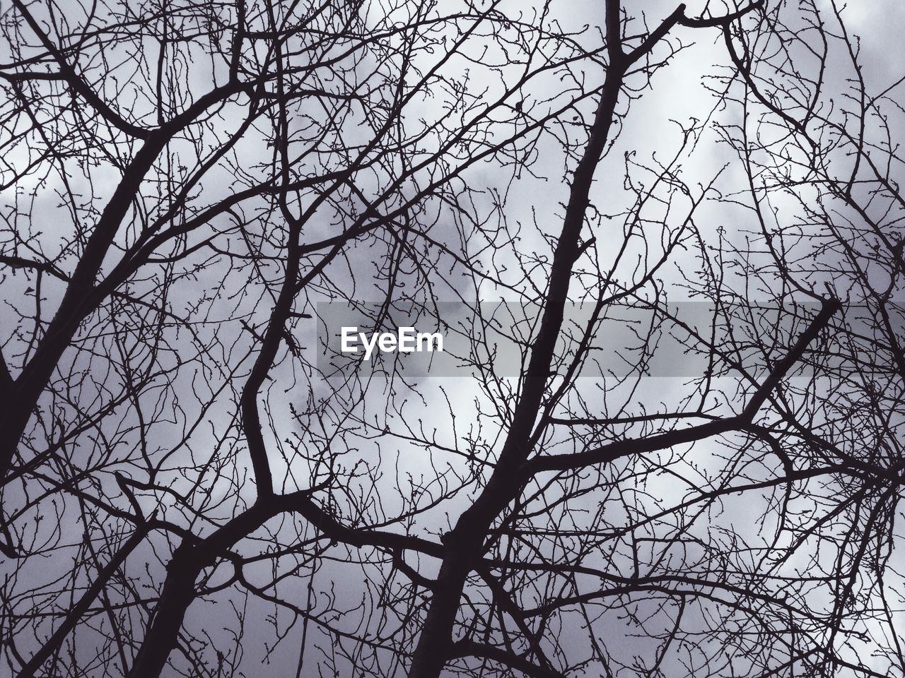 LOW ANGLE VIEW OF BARE TREES AGAINST THE SKY