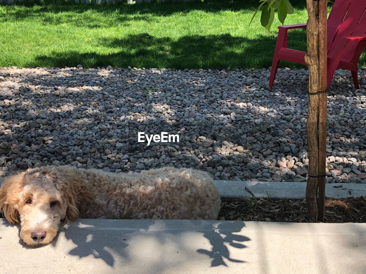 HIGH ANGLE VIEW OF DOG RELAXING ON THE GROUND