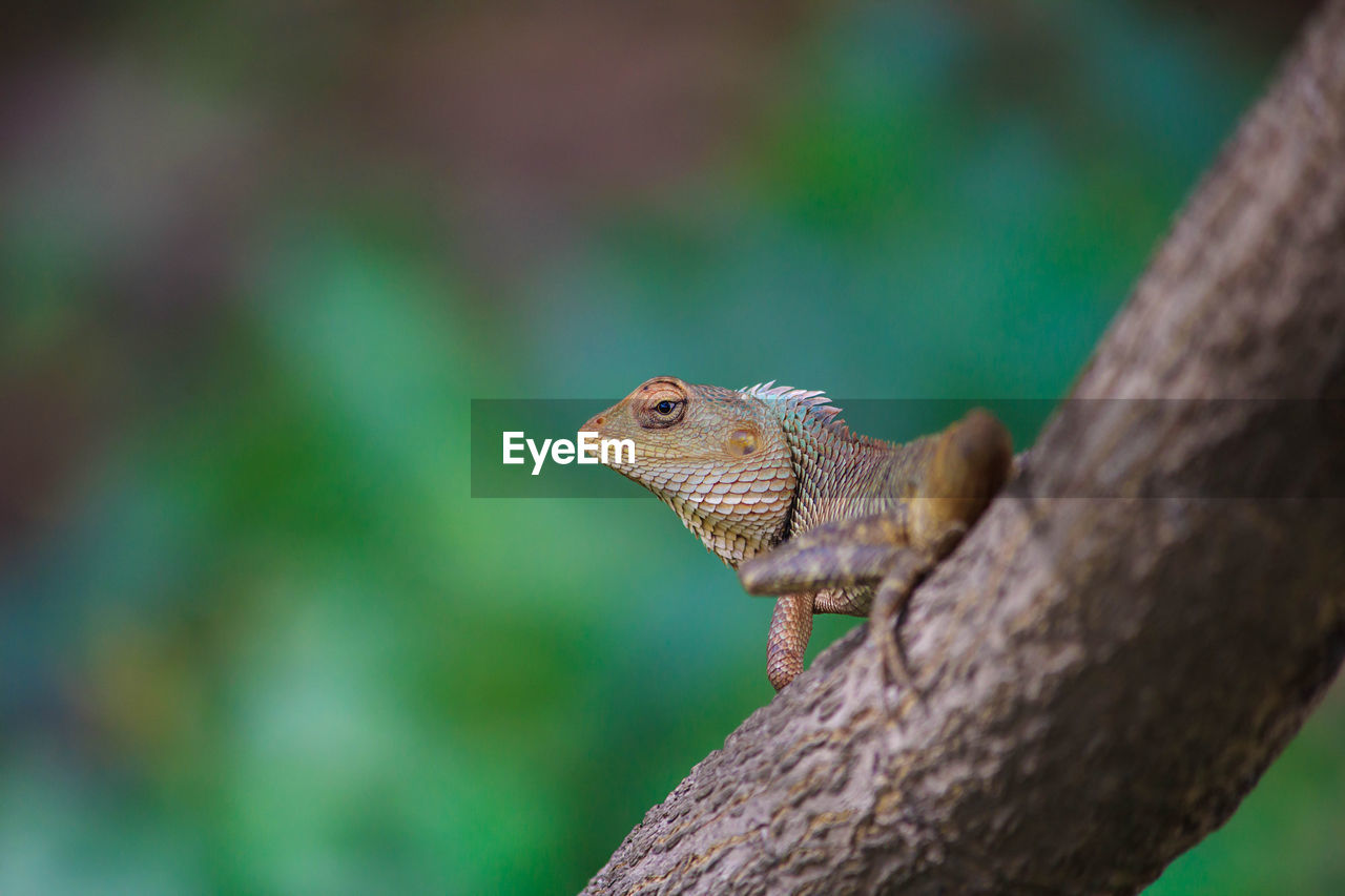 Lizard on tree