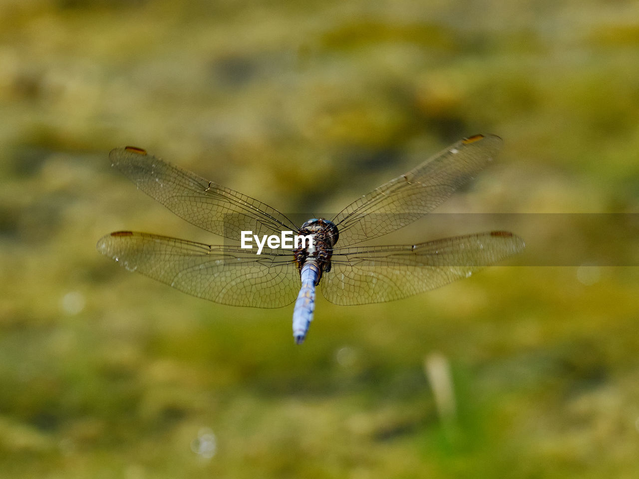 Dragonflies flying over a pond, near onteniente, spain