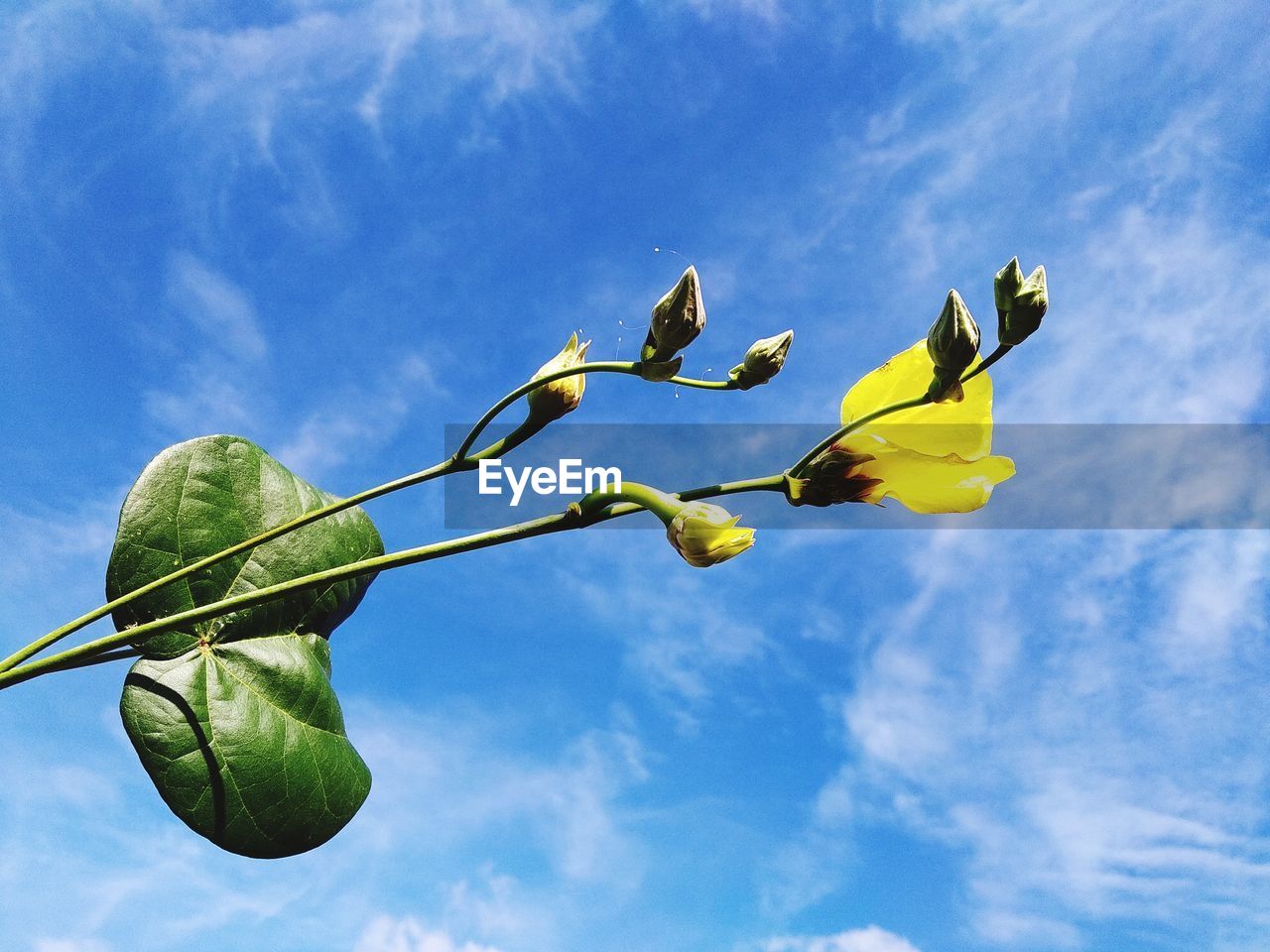 LOW ANGLE VIEW OF YELLOW FLOWERING PLANT AGAINST SKY