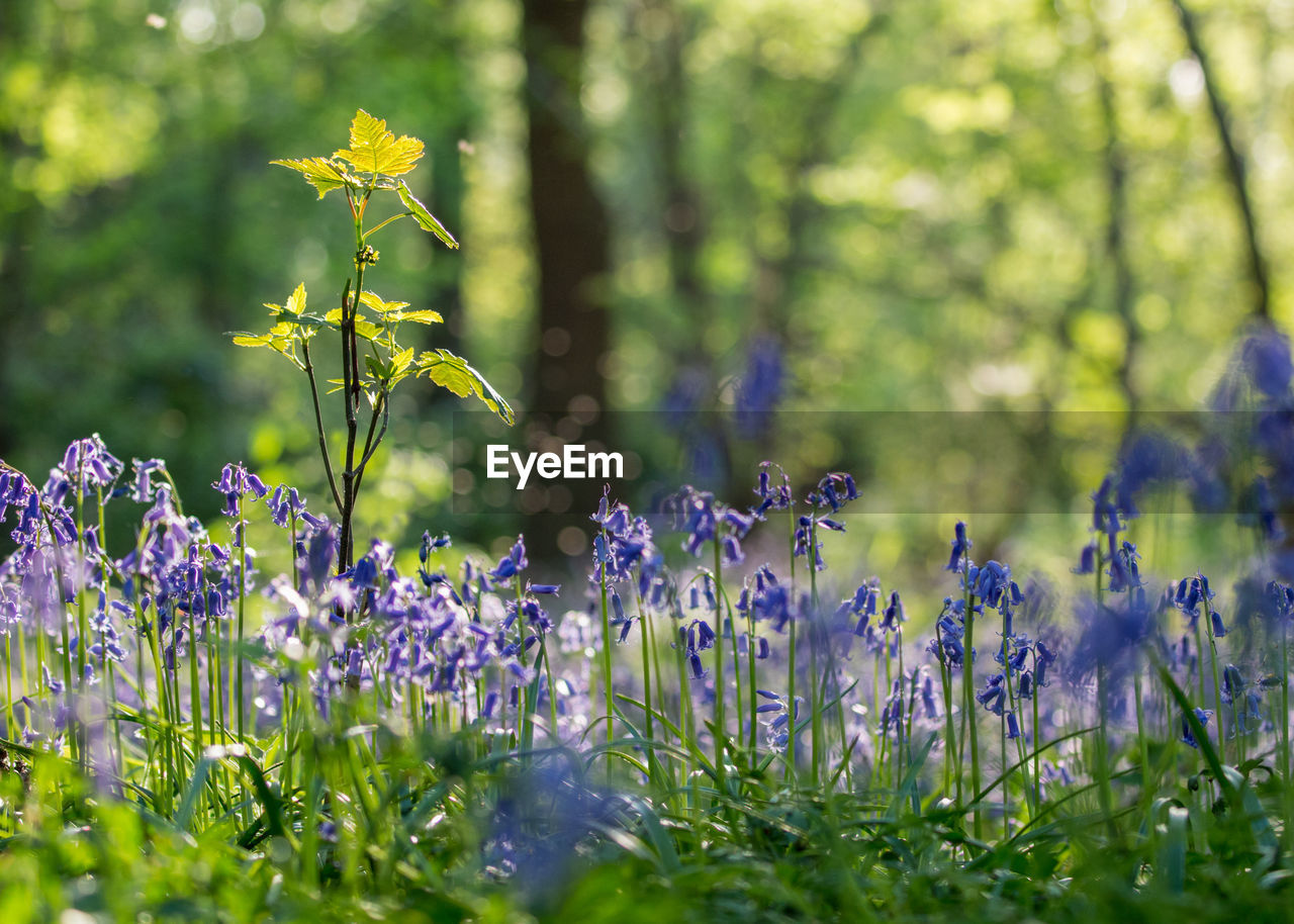 Bluebells in spring at forest of belgium