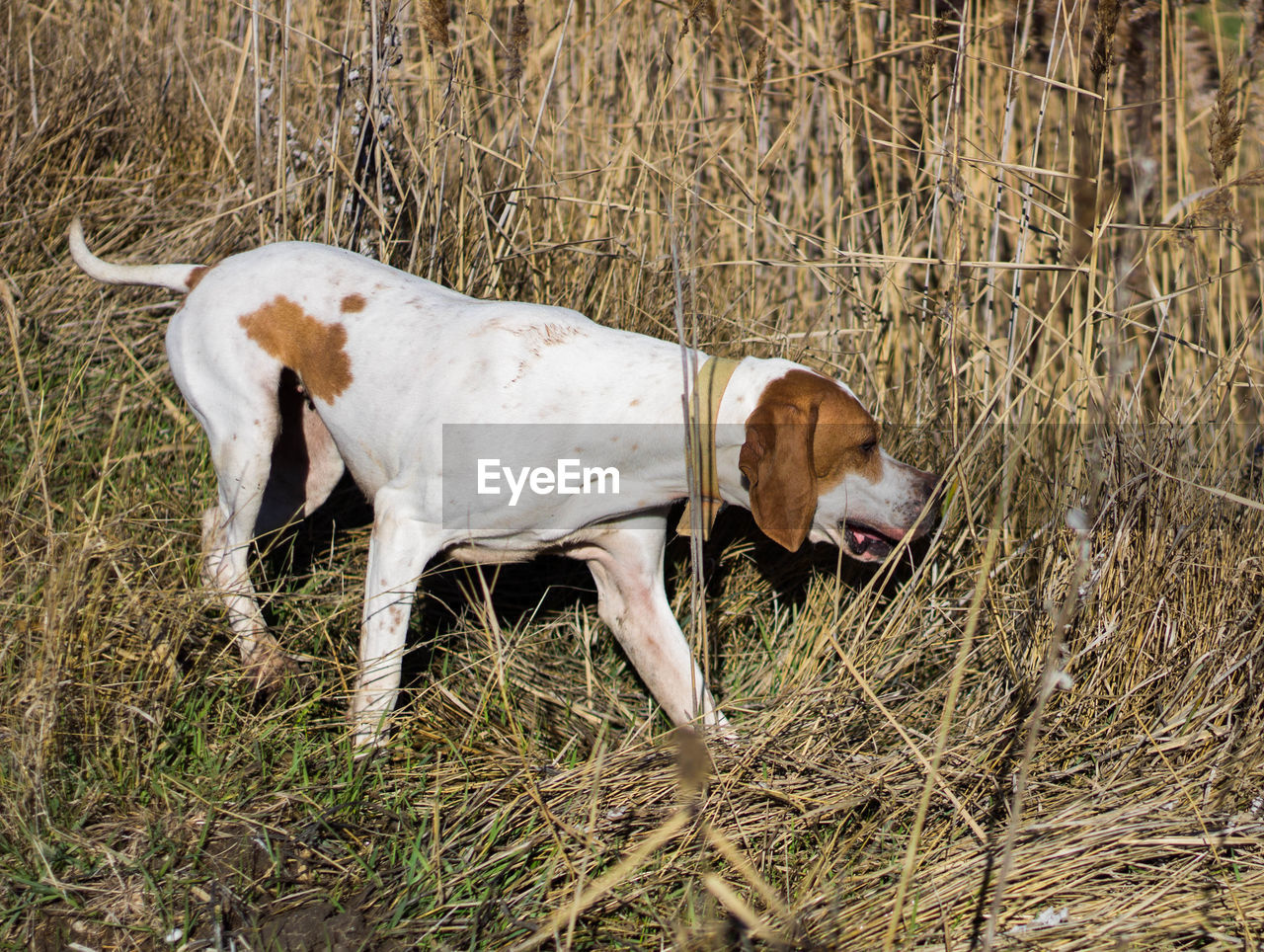 Pointer, hunting dog sniffing in the field