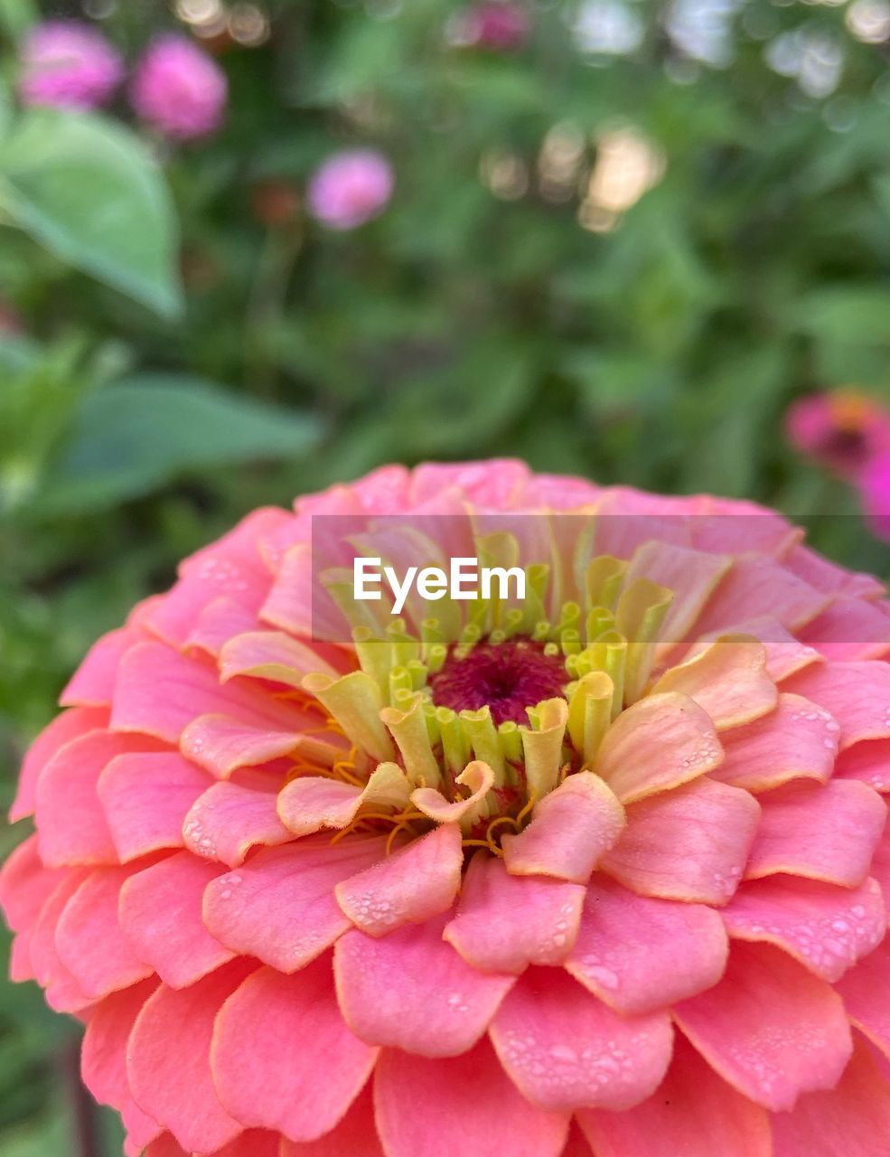 CLOSE-UP OF PINK DAHLIA FLOWERS