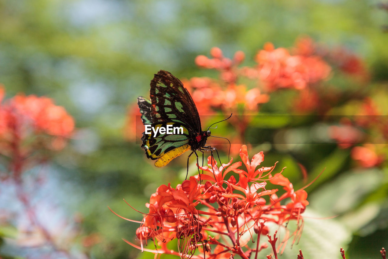 Close-up of butterfly pollinating on flower