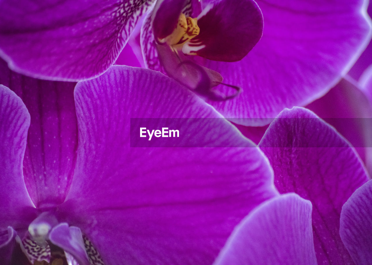 Close-up of purple flower