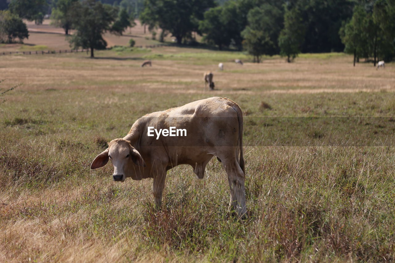 Cow in the field 