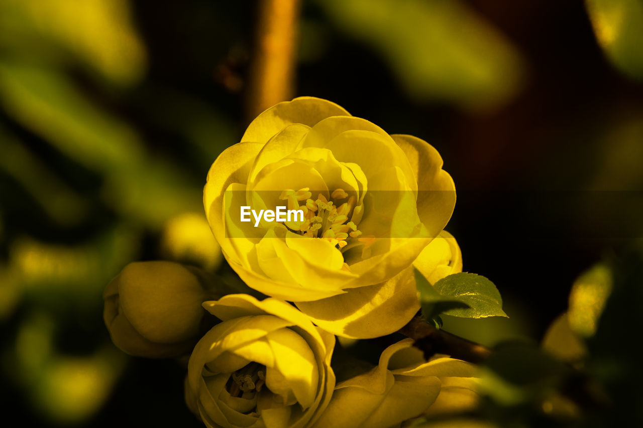 Close-up of yellow flowering plant