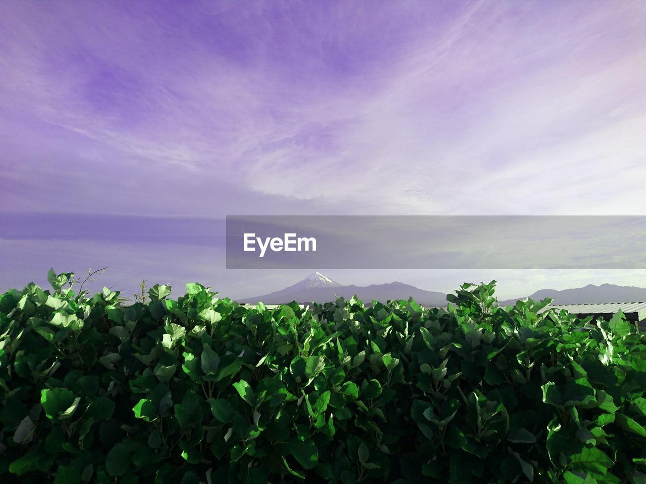 Plants growing on field against sky