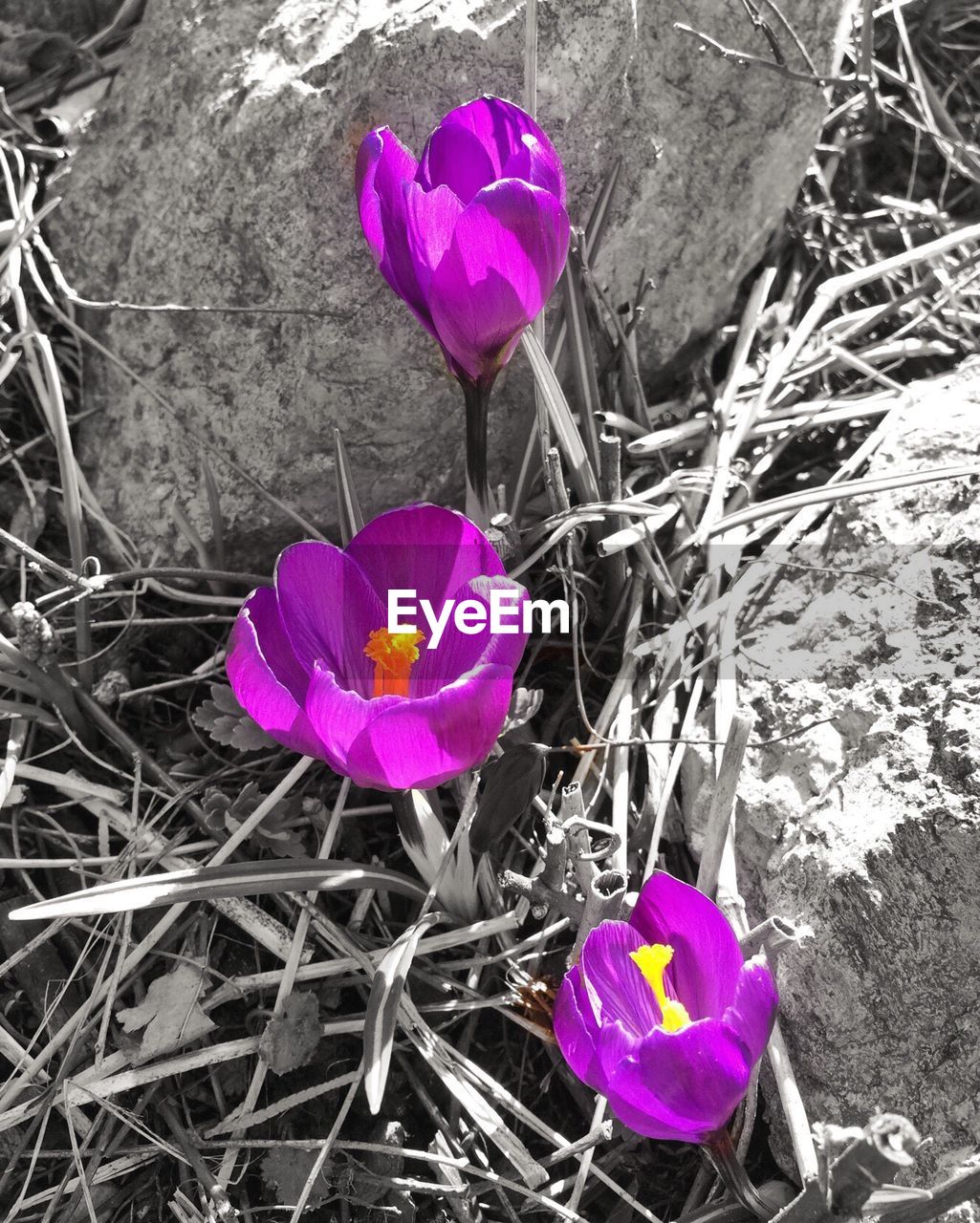 CLOSE-UP OF PINK FLOWERS BLOOMING