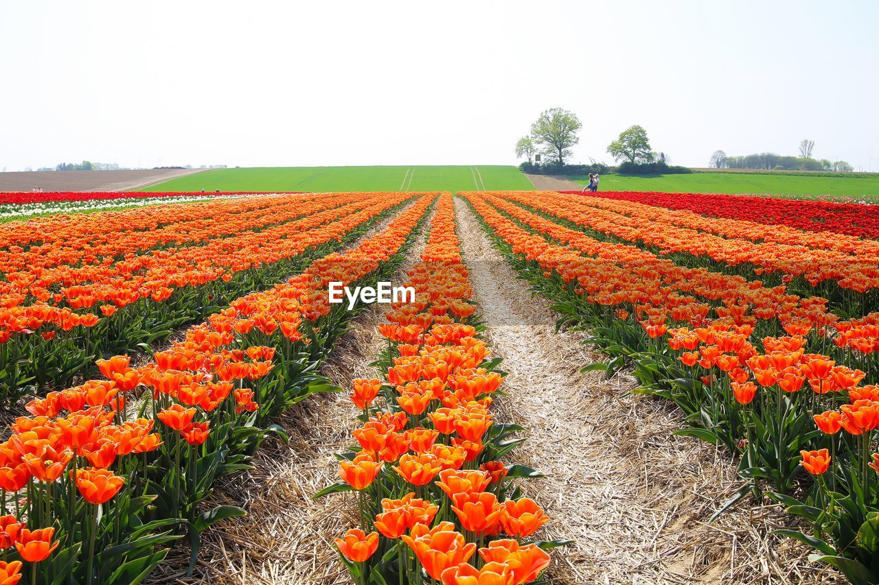 Scenic view of flowering plants on field against sky