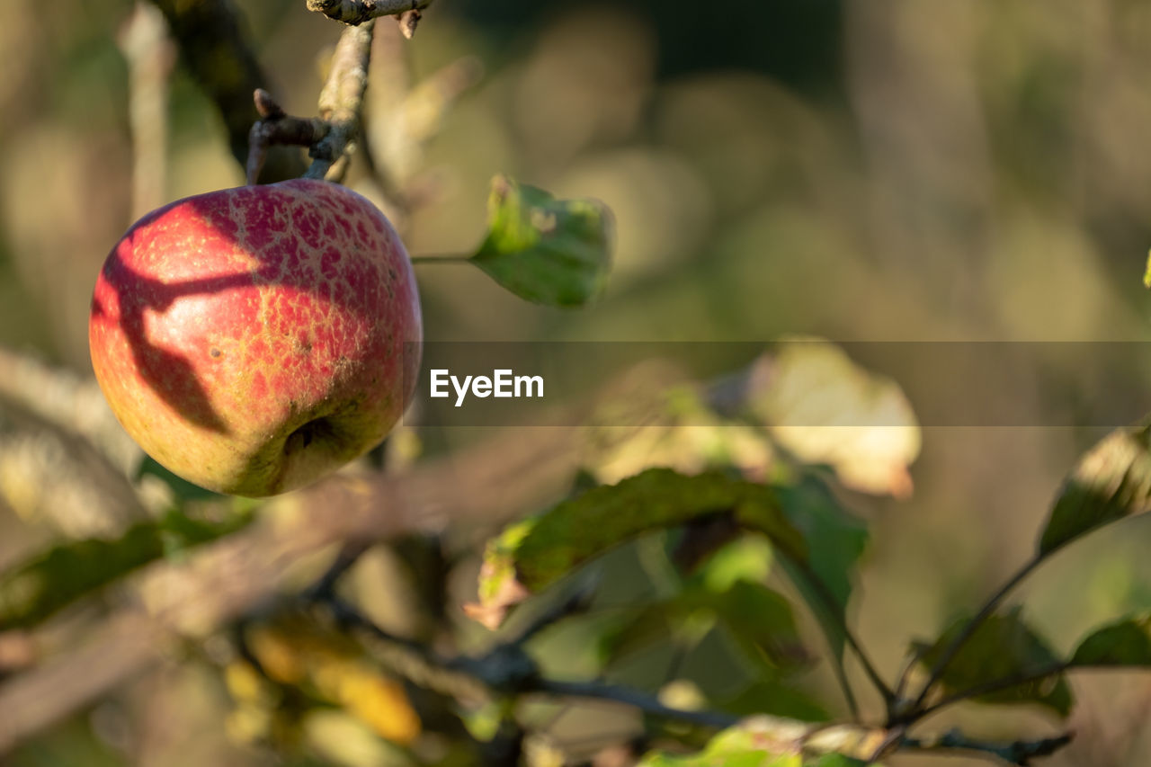 CLOSE-UP OF APPLES ON PLANT