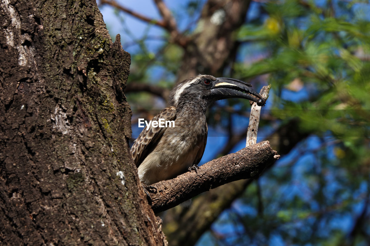 African grey hornbill male with caught insect lophoceros nasutus