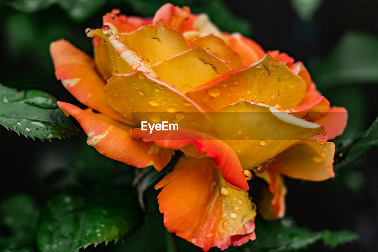 Close-up of wet yellow flower