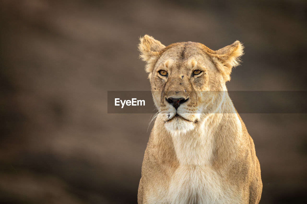 Close-up of sitting lioness with scarred face