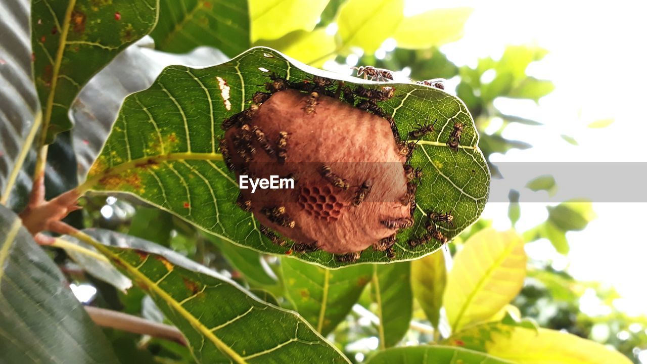 CLOSE-UP OF FRESH GREEN LEAF ON TREE