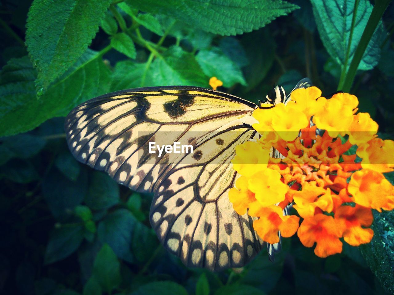 Close-up of butterfly on yellow flower