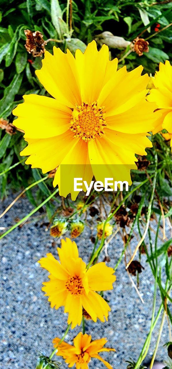 flower, flowering plant, plant, freshness, yellow, beauty in nature, flower head, fragility, growth, petal, inflorescence, nature, close-up, no people, day, pollen, outdoors, wildflower, botany, high angle view, plant part, leaf