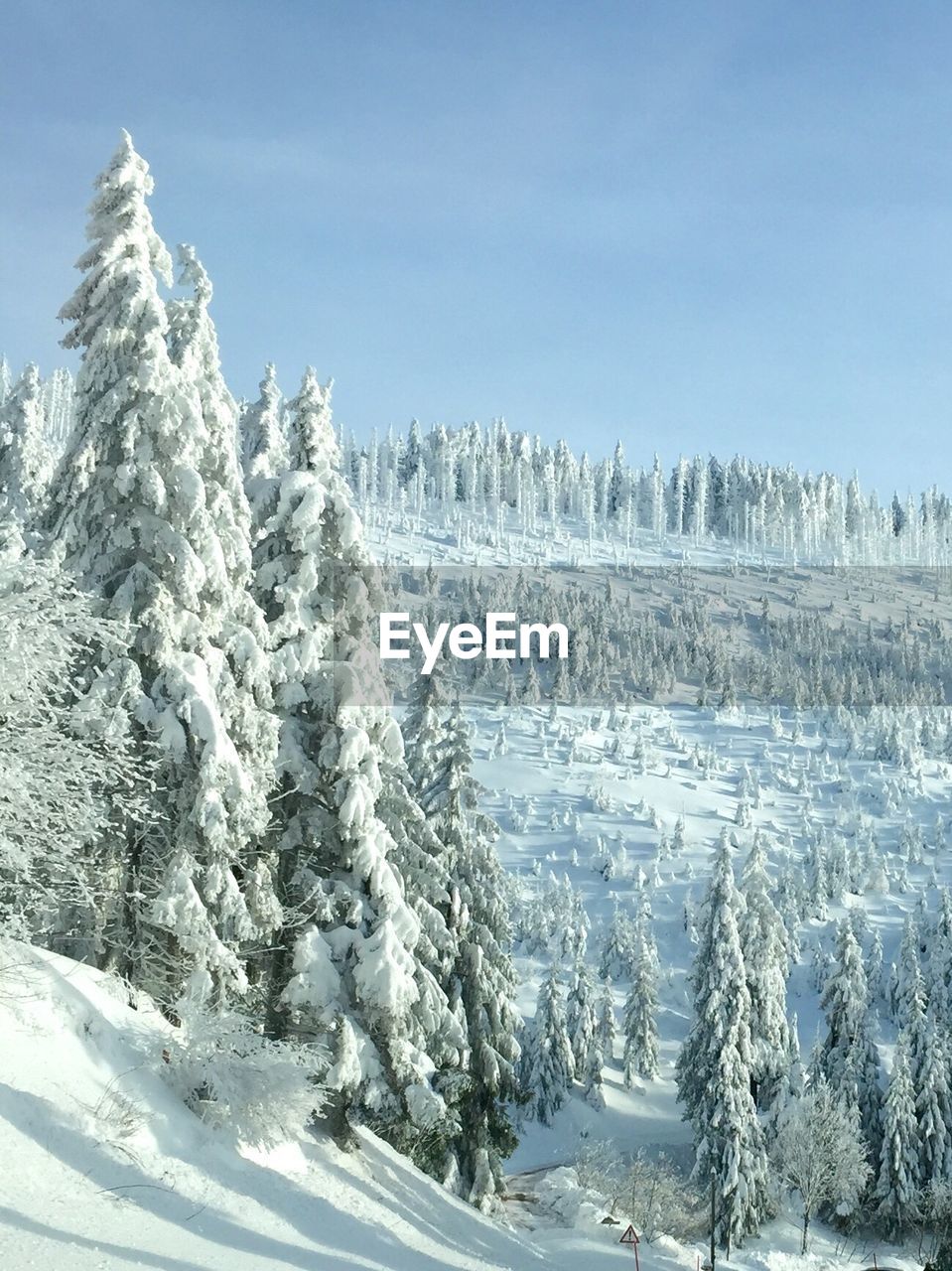 Frozen trees on snow covered landscape