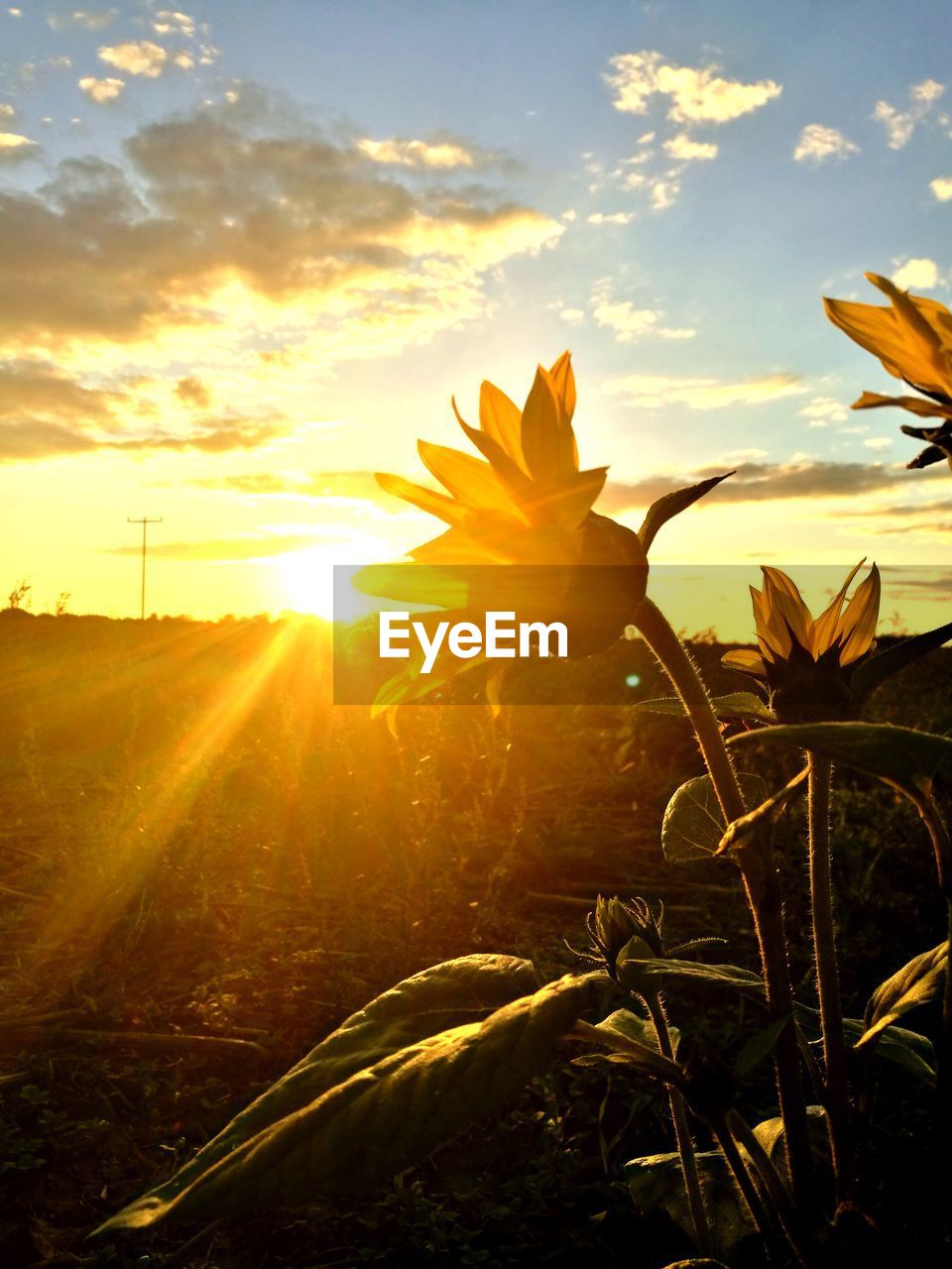 Close-up of yellow flowers growing in field against sky during sunset