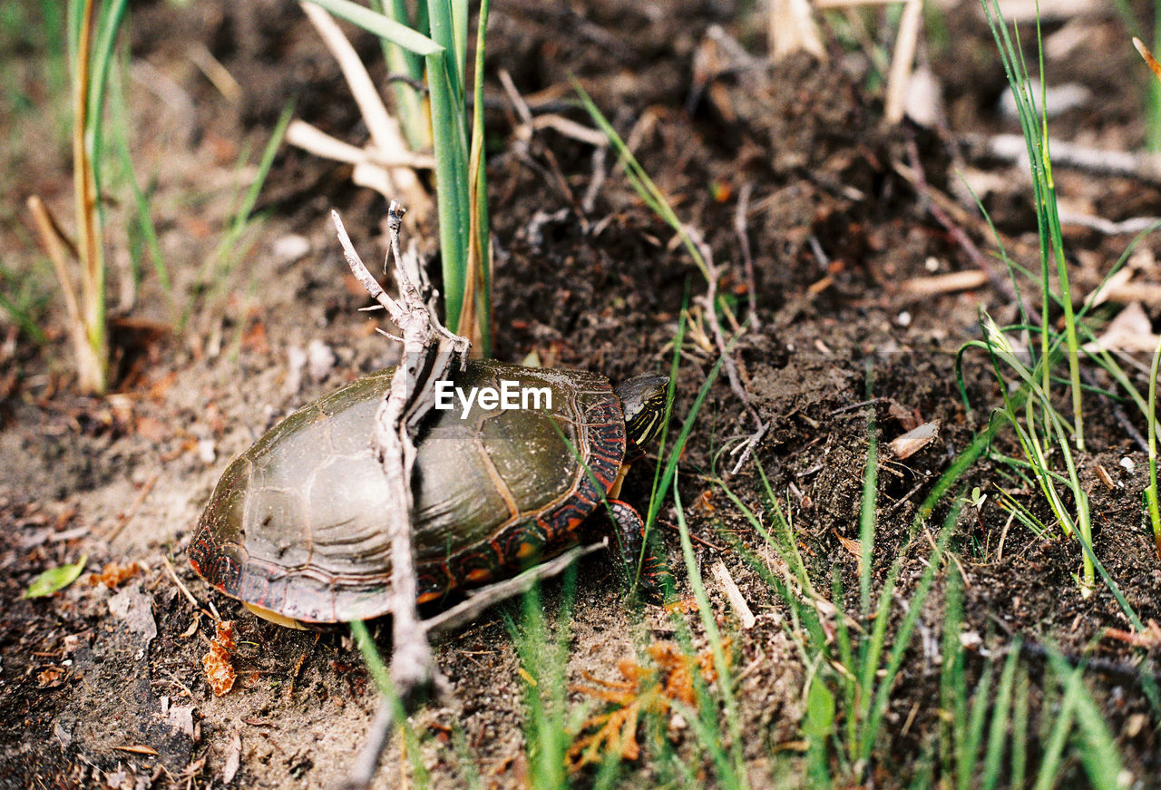 High angle view of turtle on field