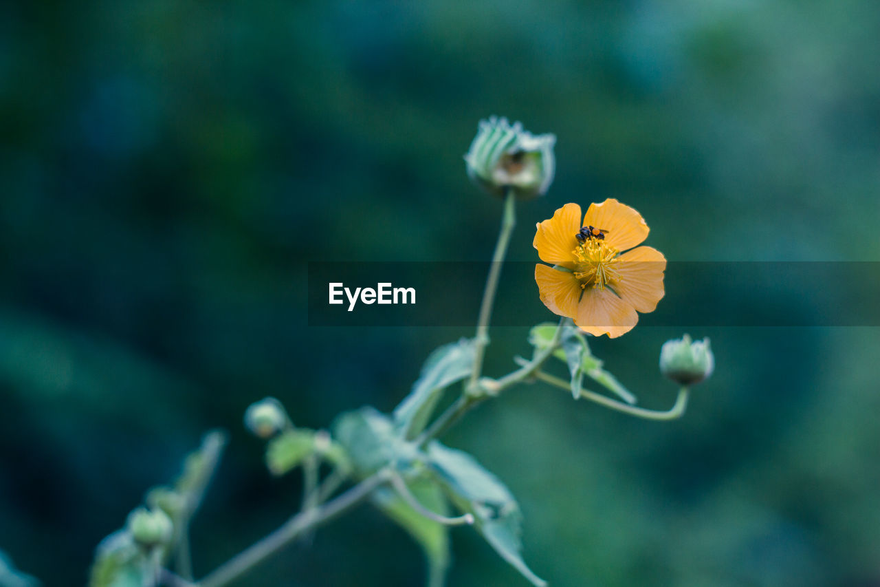 Close-up of yellow flower blooming