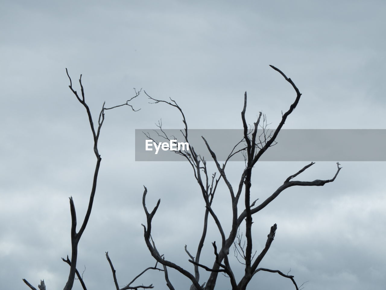 BARE TREE AGAINST SKY