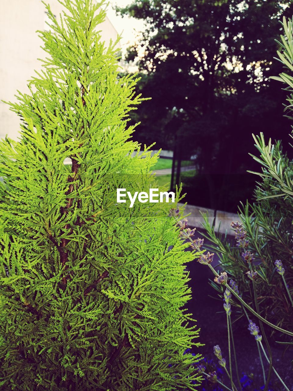 PLANTS GROWING ON TREE TRUNK