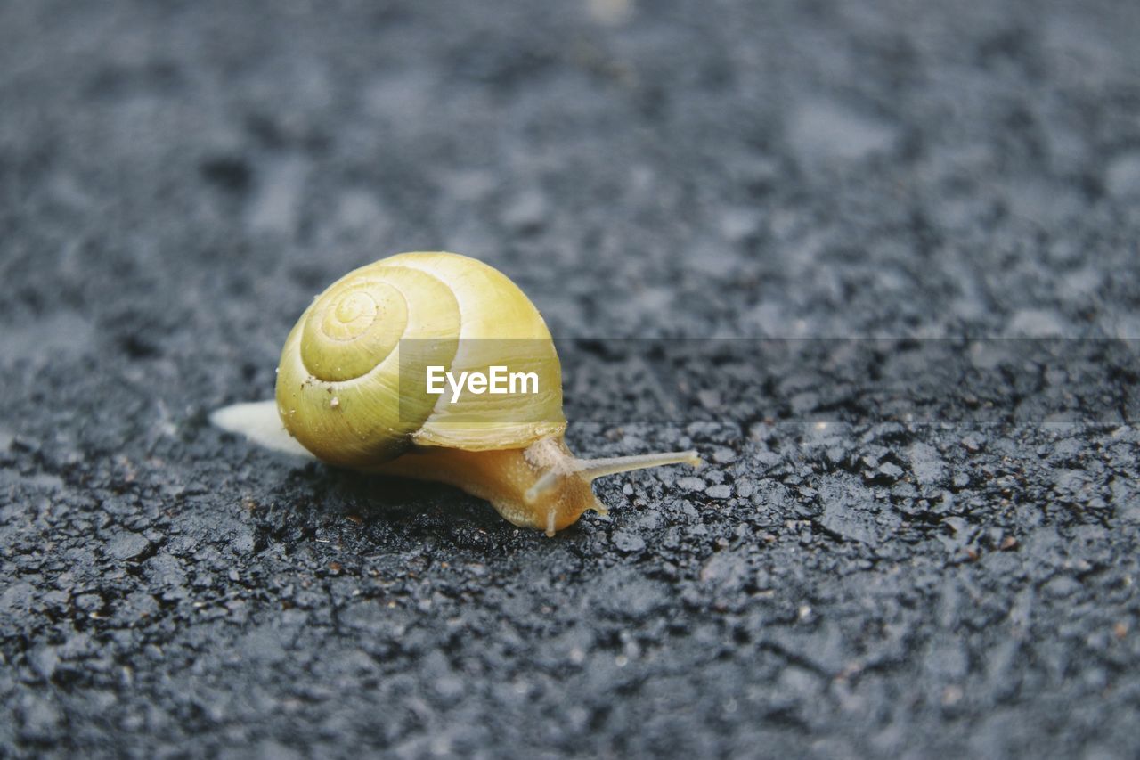 Close-up of snail on road