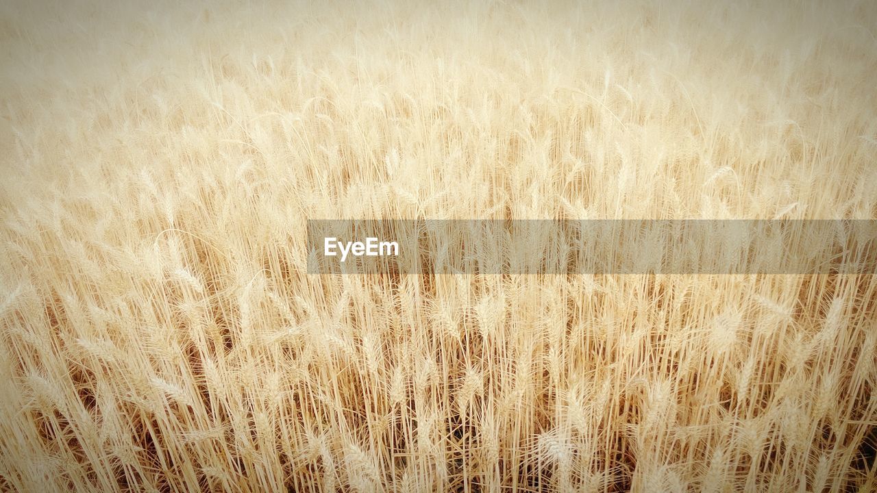 Full frame shot of crops on agricultural field