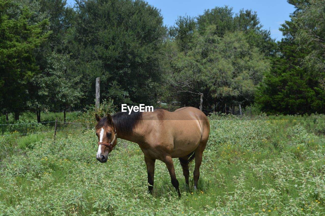 HORSE STANDING IN FIELD