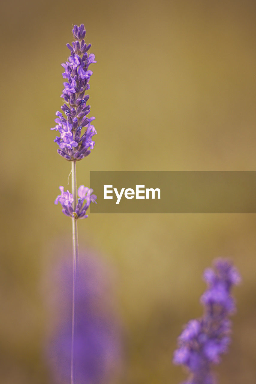 Close-up of purple flowering plant