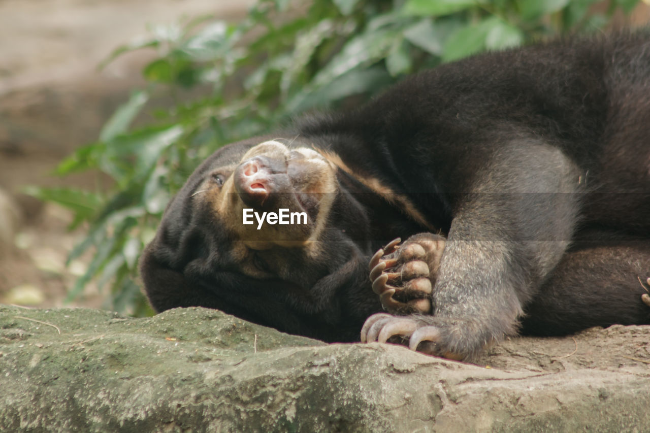 MONKEY RELAXING ON ROCKS