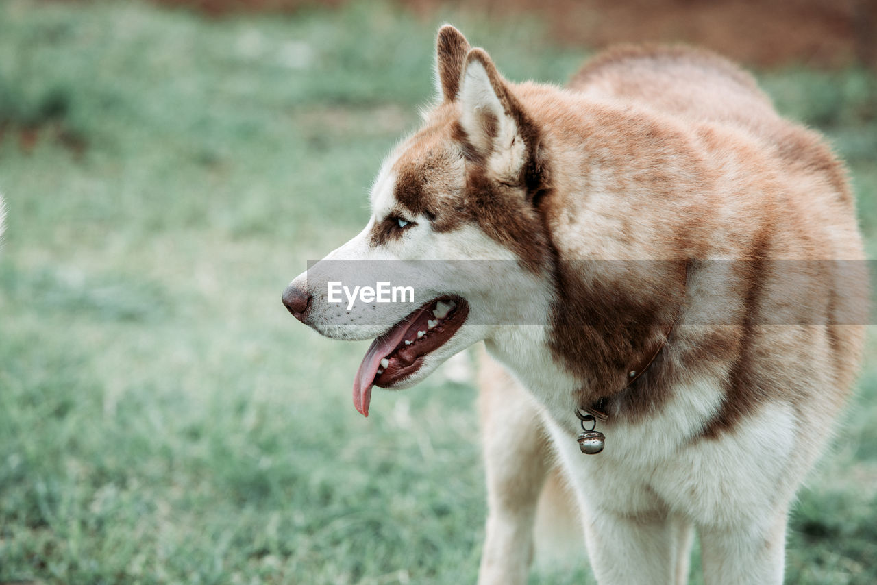 Close-up of dog looking away