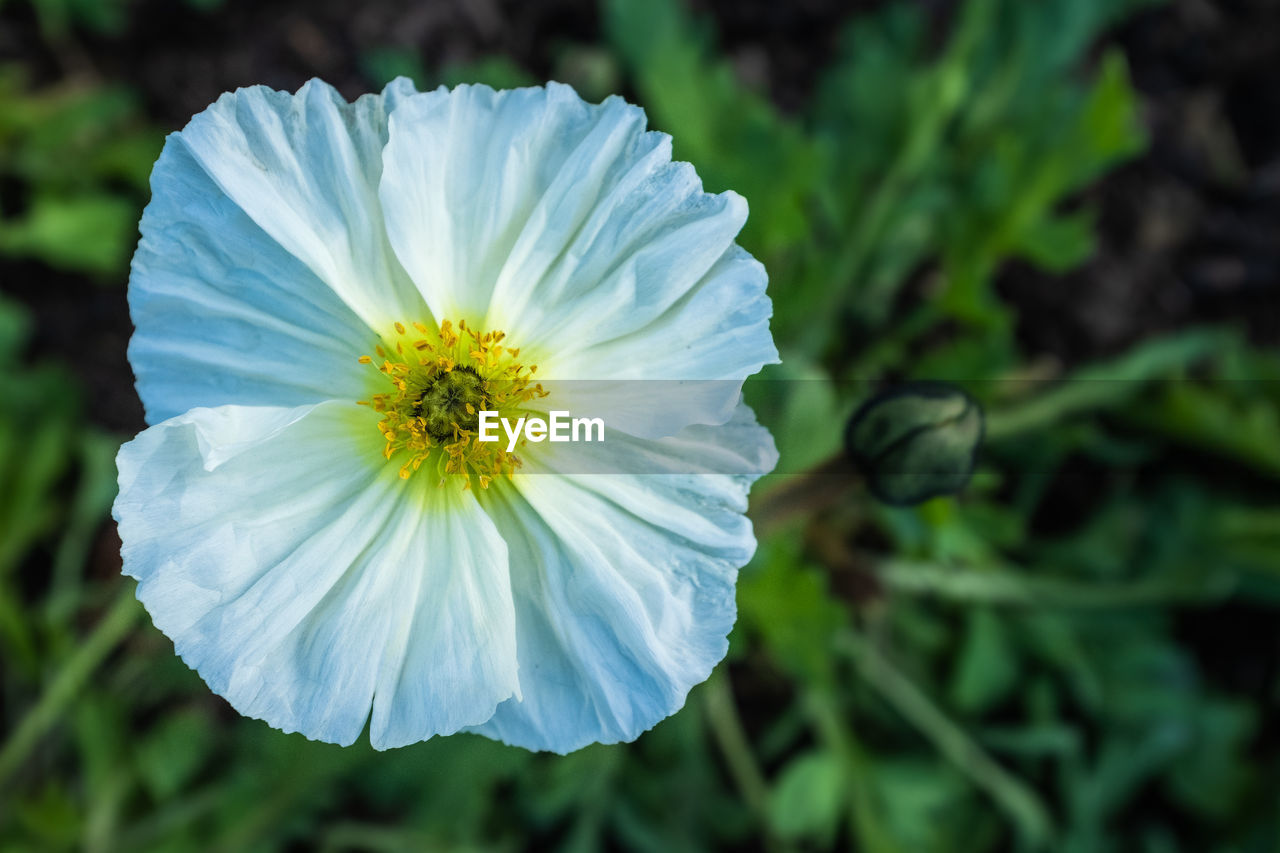 CLOSE-UP OF WHITE ROSE FLOWER