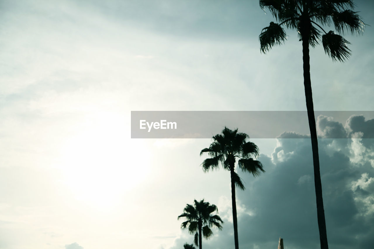 LOW ANGLE VIEW OF PALM TREES AGAINST CLOUDS