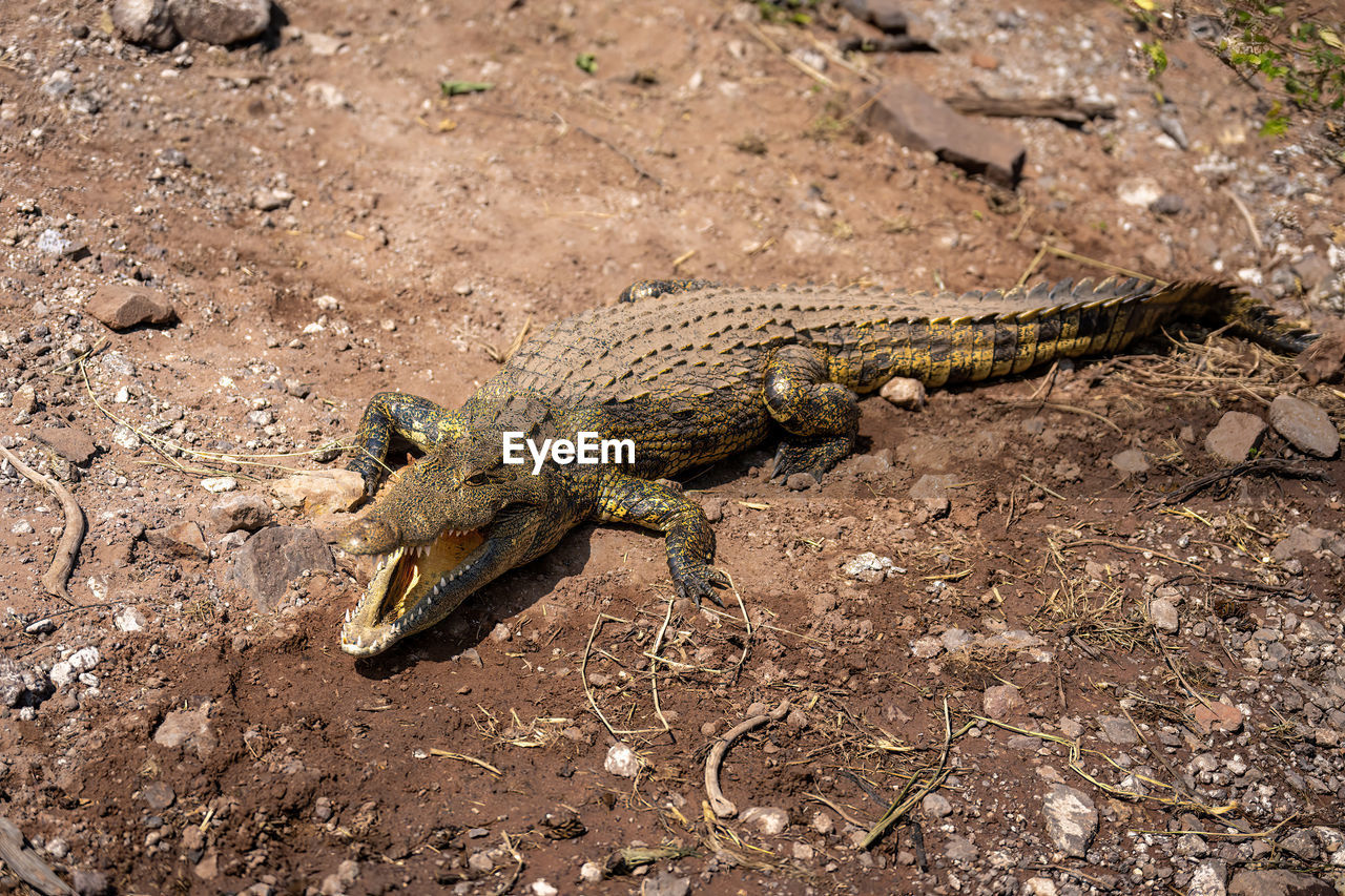 close-up of lizard on field