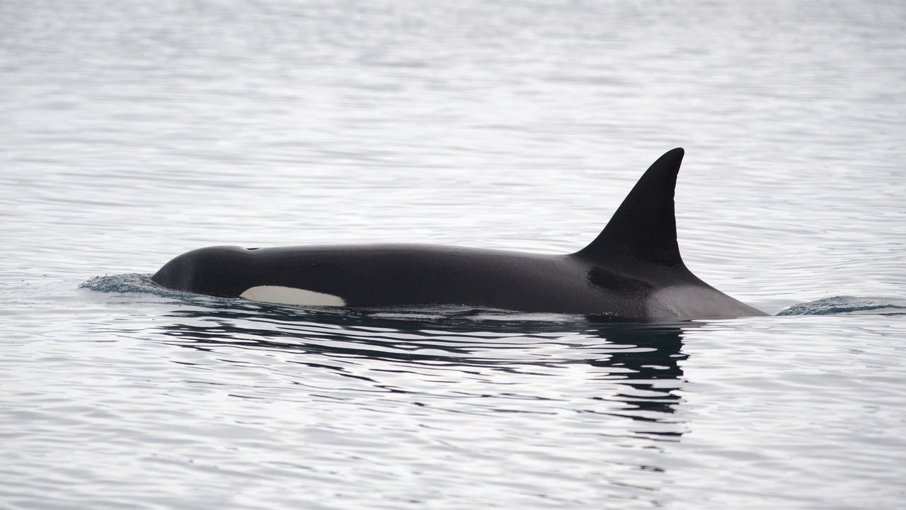 Killer whale swimming in sea at iceland