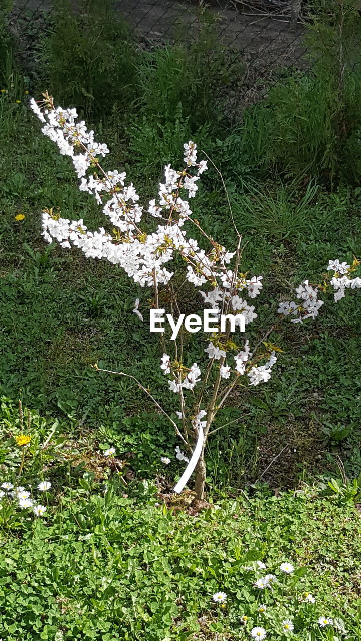 PLANTS GROWING ON GRASSY FIELD