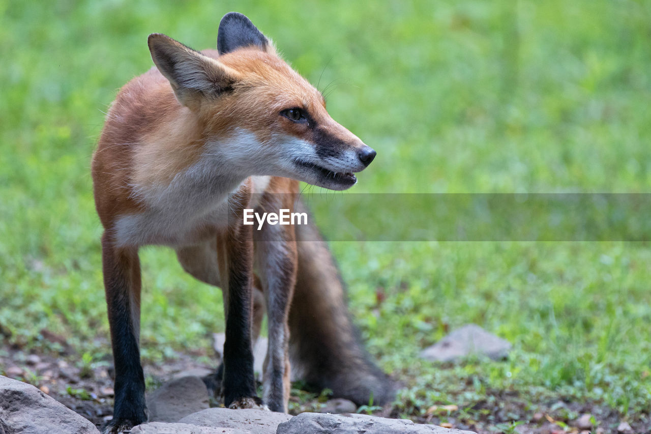 Fox looking away on field