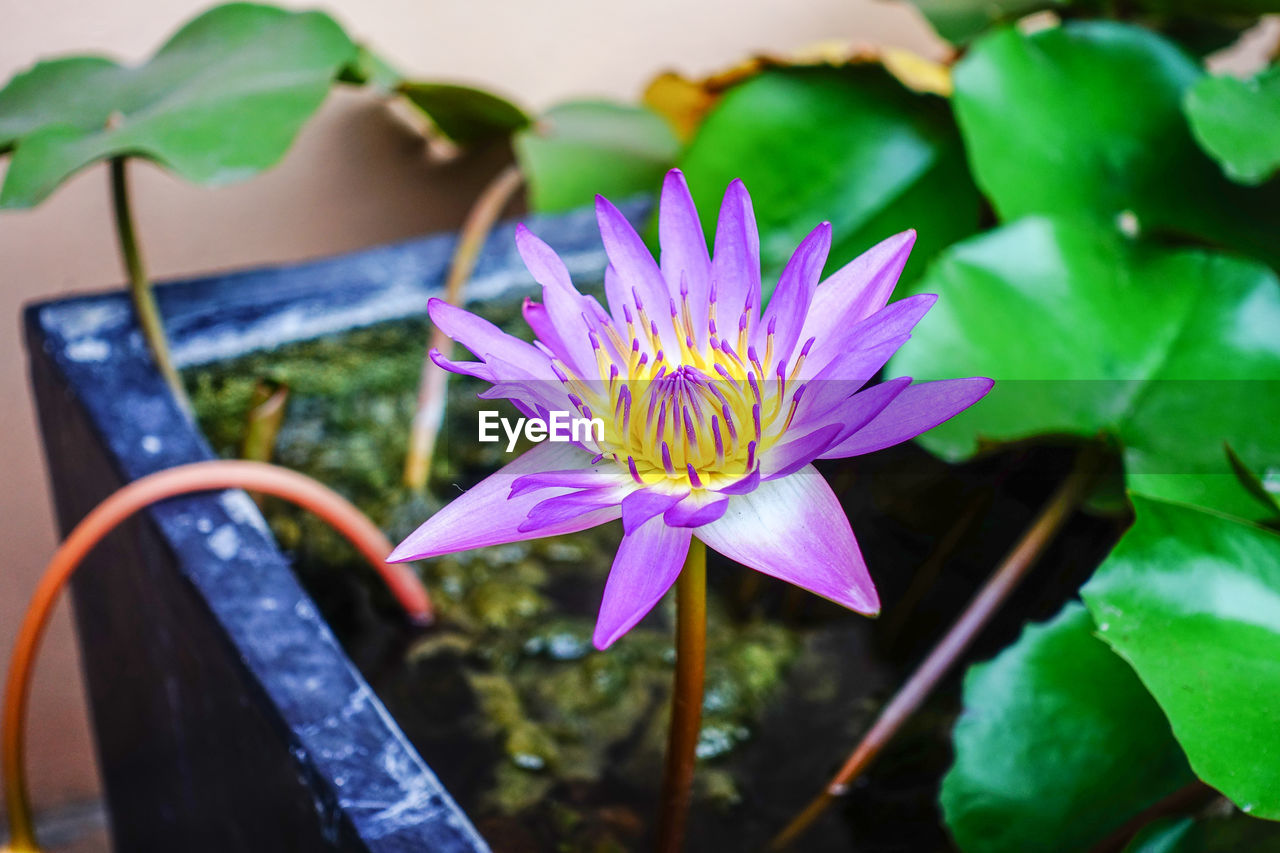 CLOSE-UP OF PURPLE WATER LILY IN POND