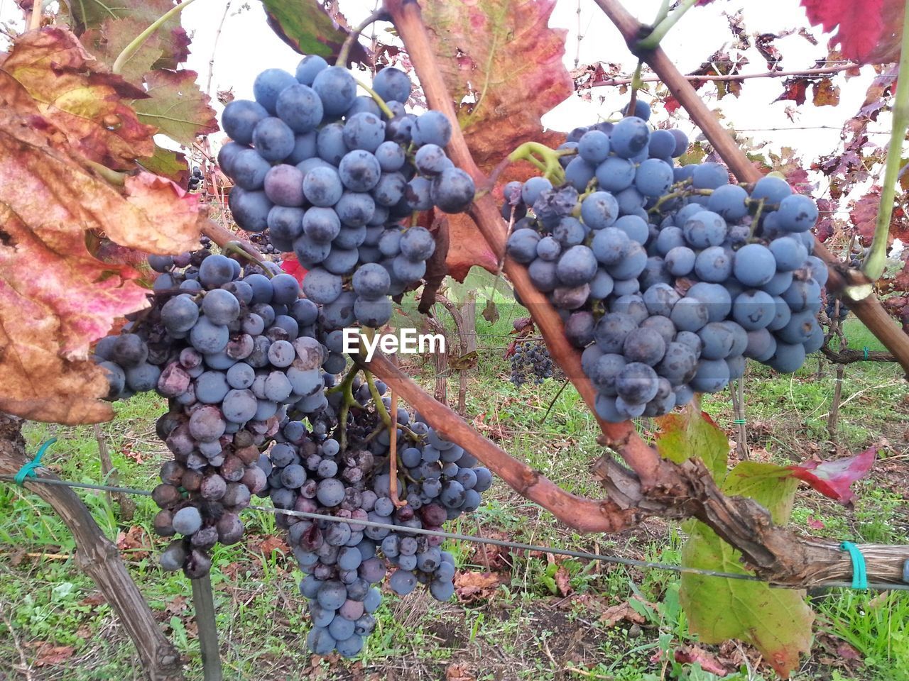 GRAPES IN VINEYARD