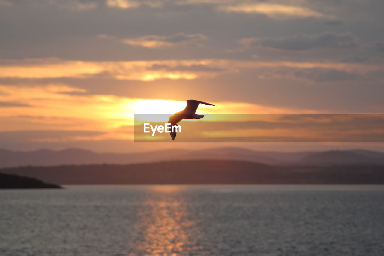 silhouette bird flying over sea against orange sky