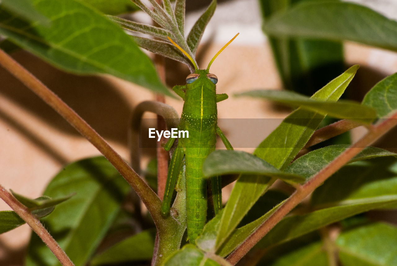 CLOSE-UP OF PLANT