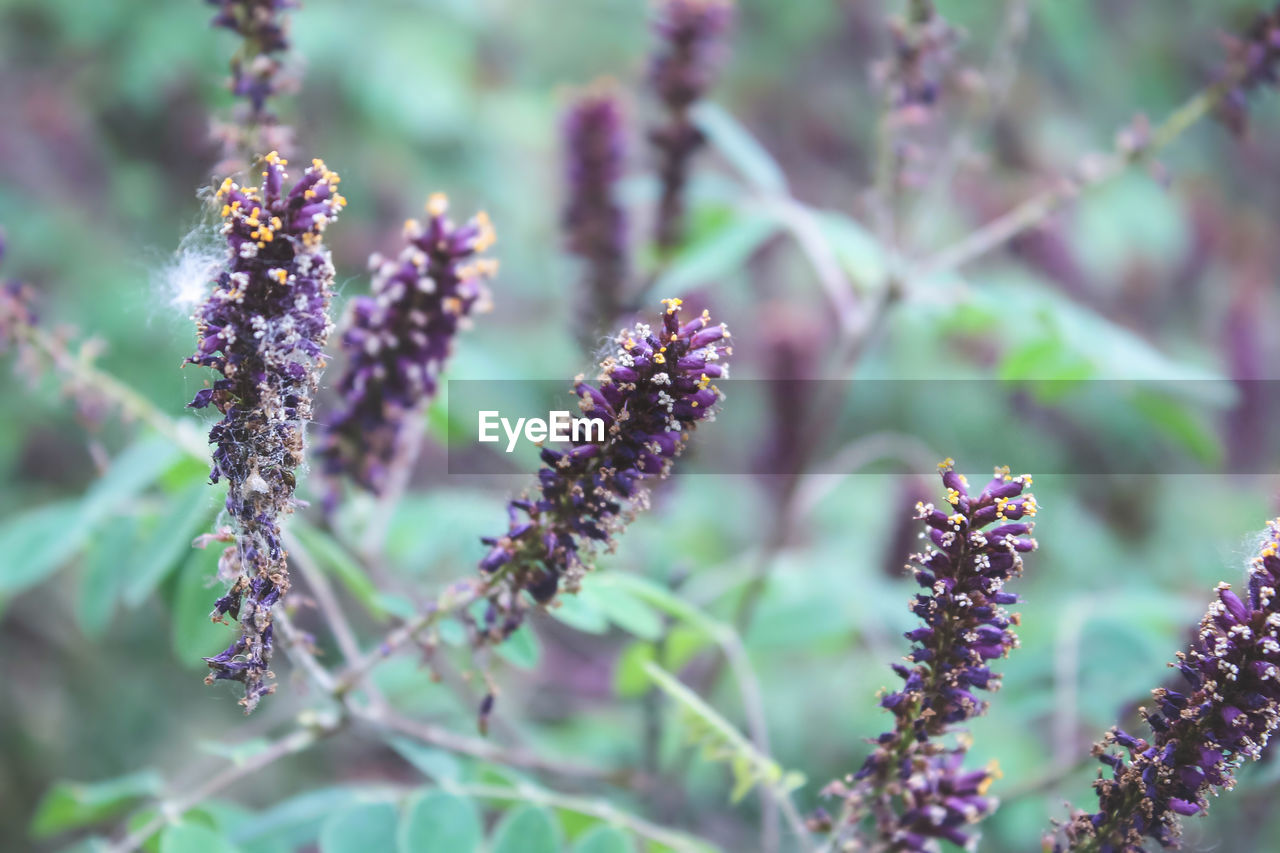 Close-up of purple flowering plant