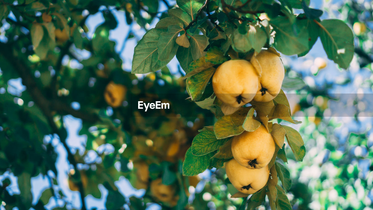 Ripe quinces on the tree branch.